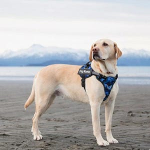 Personalisiertes No-Pull-Hundegeschirr: Haustierweste mit individueller Gravur