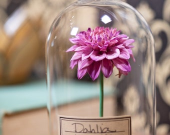 1994 Dahlia | Vintage Pompon Dahlia flower | Perfectly preserved from the 1990's | Unique Christmas gift for Floral Enthusiast + Gardener