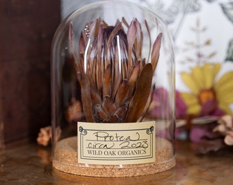 2023 PROTEA | Giant SUGARBUSH | Perfectly preserved Dried Floral Art |