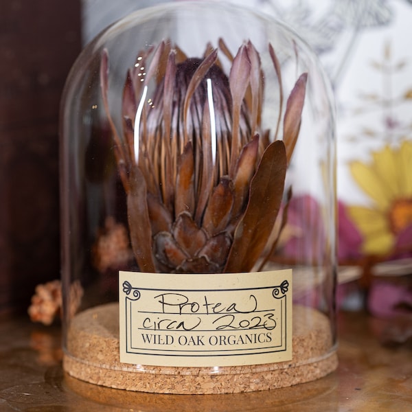 2023 PROTEA | Giant SUGARBUSH | Perfectly preserved Dried Floral Art |