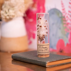 1989 MILKWEED | Vintage Showy Milkweed Seed Pod | Perfectly preserved | Gift for birthday Anniversary |
