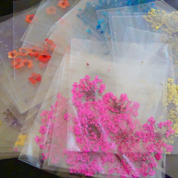 6 Bags - 36pcs of Real Dried Flower Assorted Styles for Nail Art Decoration on Etsy.com from gooddealsinthebox