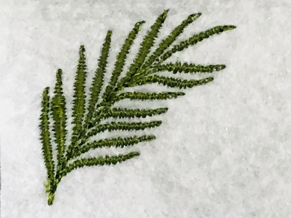 Mini Palm Leaf Embroidery Design Small Palm Leaf Machine Etsy