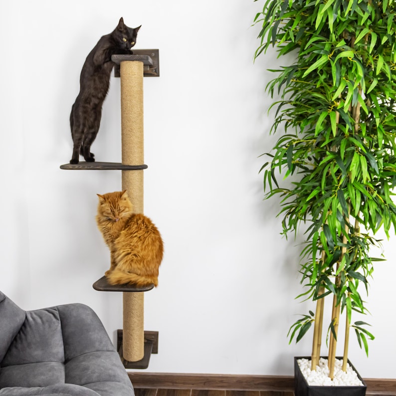 May include: A cat tree with two platforms and a central scratching post. A black cat is on the top platform, and an orange cat is on the lower platform. The cat tree is made of wood and rope. A tall green plant is to the right.