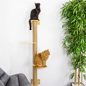 May include: A cat tree with a sisal-covered post and wooden platforms. A black cat perches on the top level, and an orange cat sits on a lower platform. The cat tree is beside a tall green plant.