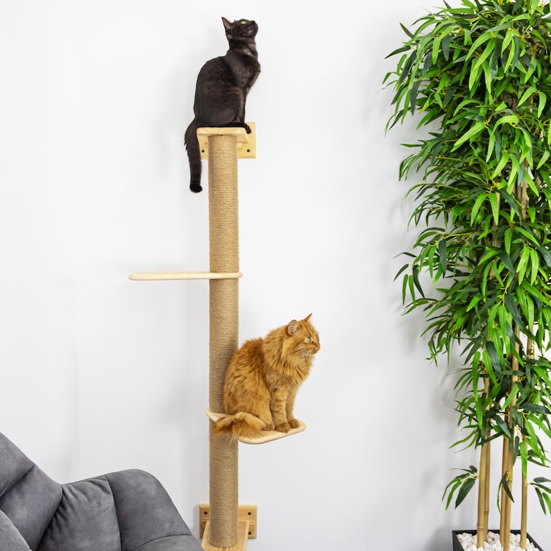 May include: A cat tree with a sisal-covered post and wooden platforms. A black cat perches on the top level, and an orange cat sits on a lower platform. The cat tree is beside a tall green plant.