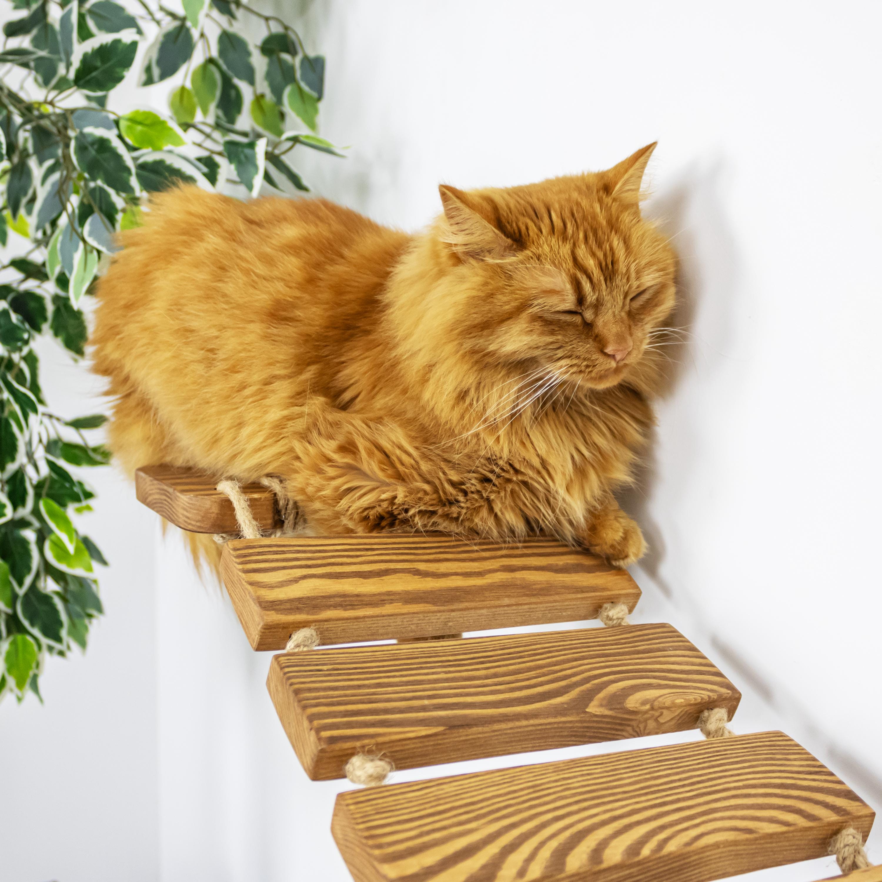 Wall Mounted Cat Bridge – Natural Wood Climbing Path for Cats - Etsy