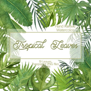 Tropische Blätter - Aquarell Blätter ClipArt, Monstera Blätter, Bananenblatt, Palme, botanische Blatt, von Hand bemalt Blätter, Grün, Blatt