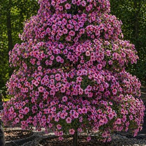 May include: A tiered topiary structure densely covered in small, vibrant pink flowers with darker centers. The plant is arranged in a conical, multi-level shape supported by a central vertical pole, creating a full, rounded floral display.