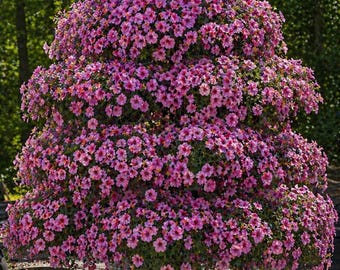 Petunia Tree Stand
