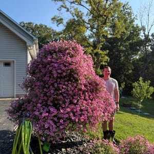 Petunia Tree Stand