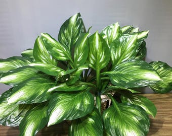 Planta Hosta Artificial – 2 Unidades de Hosta Halcyon Artificial