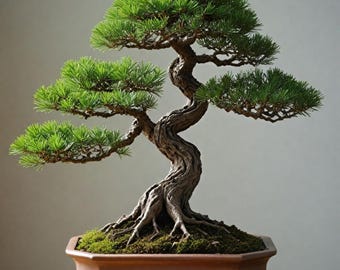 Sementes de bonsai de pinheiro-negro-japonês para cultivo