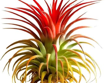 Tillandsia Ionantha (Planta Aérea) – Planta de Interior de Fácil Cuidado