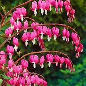 Pode incluir: Close-up de uma planta florida com caules arqueados. A planta apresenta vibrantes flores rosa em forma de coração com pontas brancas, dispostas em cachos em cascata. O fundo é verde desfocado, destacando as flores.