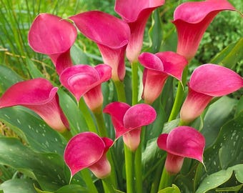 Sementes de copo-de-leite brancas, rosas, vermelhas e roxas – Flores perenes coloridas para plantio em ambientes internos e externos.