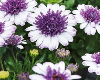 Sementes de Margarida-do-Cabo Branca – Osteospermum Eklonis