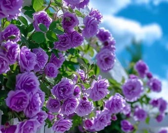 Sementes de Rosa Trepadeira Roxa (Rosa) – Trepadeira rara e perfumada, variedade tradicional.