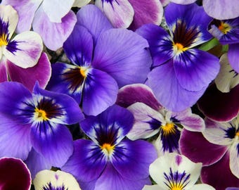 Sementes de Viola Pansy, flores perenes, para irmãs da fraternidade.
