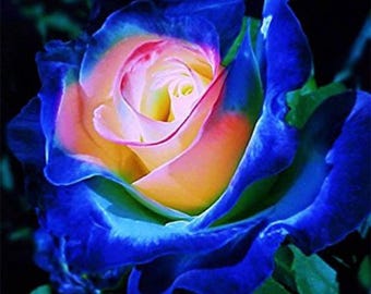 Sementes raras de rosas cor-de-lavanda para varanda e jardim.
