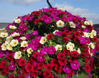 Sementes de petúnia sortidas em várias cores, fáceis de cultivar, flores anuais para jardim.