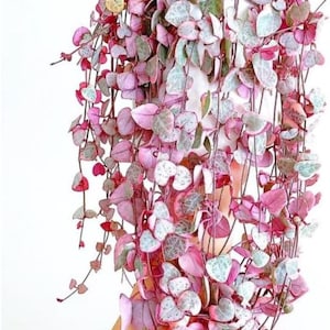 Pode incluir: Uma placa de madeira artesanal com a palavra "Welcome" em estilo manuscrito. A placa é pintada de branco com um acabamento desgastado e apresenta um pequeno coração decorativo. Projetada para uso interno ou externo.