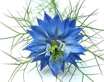 Sementes de Nigella Blue Love in a Mist de fácil cultivo