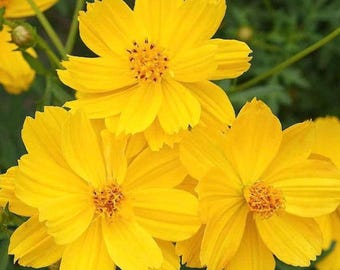 Sementes de Cosmos Gold Crest: Flores altas e de longa floração.