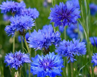 Sementes de Centáurea-azul-anã (Centaurea cyanus)