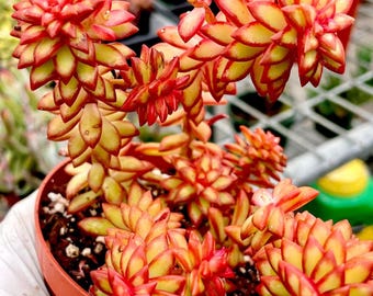 Sedum Adolphii Shooting Stars | Planta suculenta viva de 5 cm