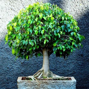 Puede incluir: Un bonsái con un dosel redondeado de hojas verdes vibrantes. El tronco del árbol es de color marrón claro y sus raíces son visibles sobre el suelo en una maceta rectangular de hormigón. El fondo es una pared gris oscuro texturizada.