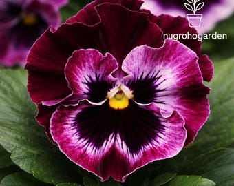 Sementes de framboesa, violeta e amor-perfeito Frizzle Sizzle