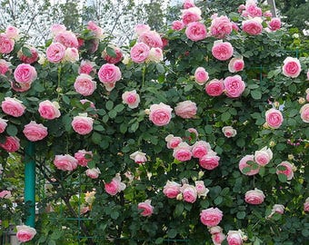 Sementes de Rosa Trepadeira Rosa MOCCUROD - Rosas