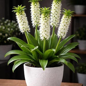 White Pineapple Plant - Etsy