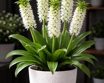 Bulbos de lírio-abacaxi branco – Mudas para plantas floríferas