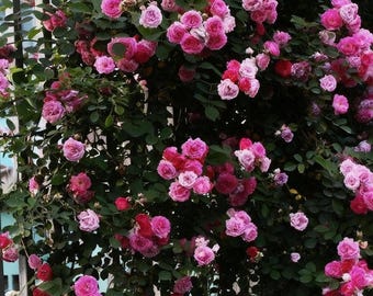 Sementes de rosas trepadeiras perenes de cores variadas.