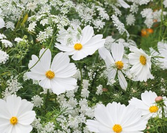 Sementes de Amor-perfeito Branco, Plantas Florais Viola