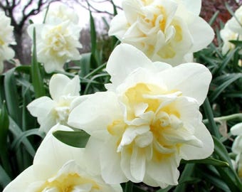 Bulbos de Narciso Coroa de Noiva – Flores de Corte Perfumadas e Resistentes a Cervos