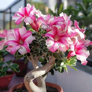 Puede incluir: Un bonsái en maceta con vibrantes flores a rayas rosas y blancas. Las flores están agrupadas y la planta tiene un tronco retorcido de color claro. La maceta es de color marrón rojizo con diseños florales verdes.