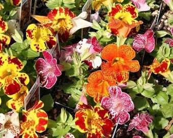 Sementes de Mimulus (flor anual) - Mistura de flores de flor-de-macaco