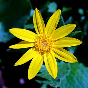Può includere: Primo piano di un fiore giallo brillante con numerosi petali che si irradiano da un centro strutturato. Il fiore è ambientato su uno sfondo di fogliame verde scuro, creando un contrasto sorprendente. I petali sono di un giallo solare.
