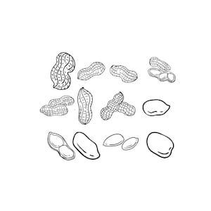 Peanut Embroidery Design, Peanut Line Art Embroidery, Peanut Machine Embroidery File, Whole pods, Shelled nuts, 6 Sizes Instant Download