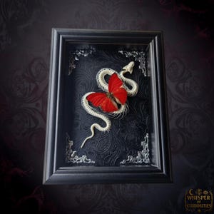 Red Sangaris Butterfly and Framed Snake Skeleton – Gothic Taxidermy Art Wall Décor.