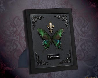 Enchanted Green Swallowtail – Real Papilio Maackii Butterfly in Ornate Shadow Display.