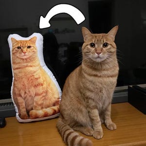 Puede incluir: Un gato atigrado naranja está sentado junto a un cojín con forma de gato con un diseño a juego. El cojín es blanco con una imagen del gato impresa. El gato tiene rayas naranjas y marrones y mira directamente a la cámara.