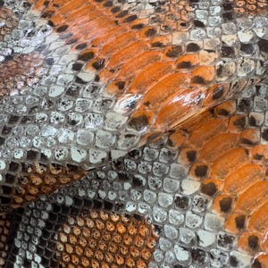 May include: Detailed close-up of snakeskin. The scales display a pattern of orange, white, grey, and black. The textured surface shows the natural design of the reptile's skin. The image highlights the unique texture and colour variations.
