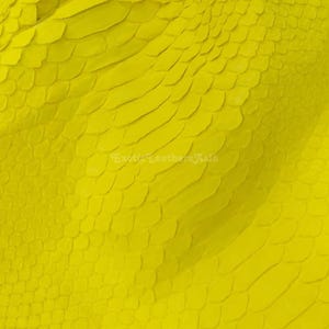 Piel auténtica de pitón de Borneo / Corte del vientre blanqueado en amarillo brillante / Curtiduría de Indonesia