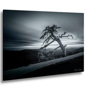 May include: Black and white landscape photograph of a solitary, gnarled tree on a hillside. The tree's branches reach out against a dramatic, streaked sky. The scene evokes a sense of solitude and resilience.