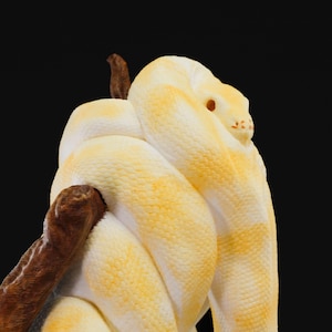 May include: A coiled albino python with yellow and white markings, resting on a brown branch against a black background. The snake's head is visible, with a small orange eye and a few facial markings. The snake's scales have a textured appearance.
