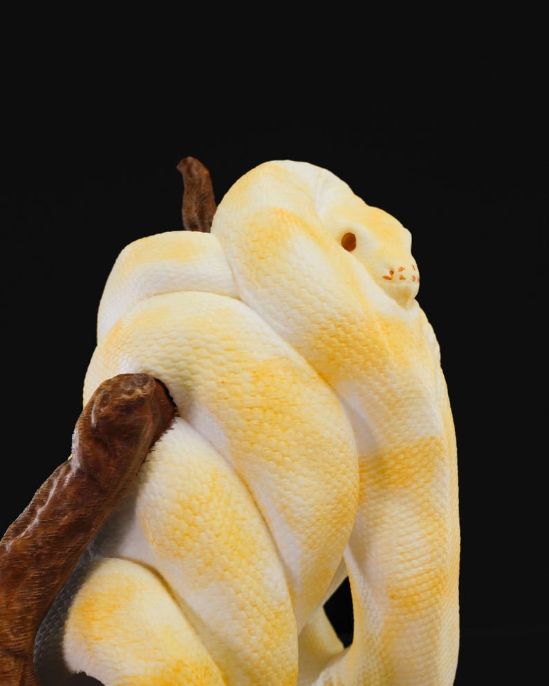 May include: A coiled albino python with yellow and white markings, resting on a brown branch against a black background. The snake's head is visible, with a small orange eye and a few facial markings. The snake's scales have a textured appearance.